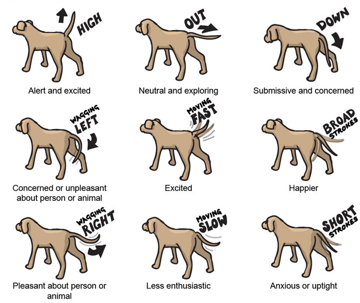 pictures of different tail wag