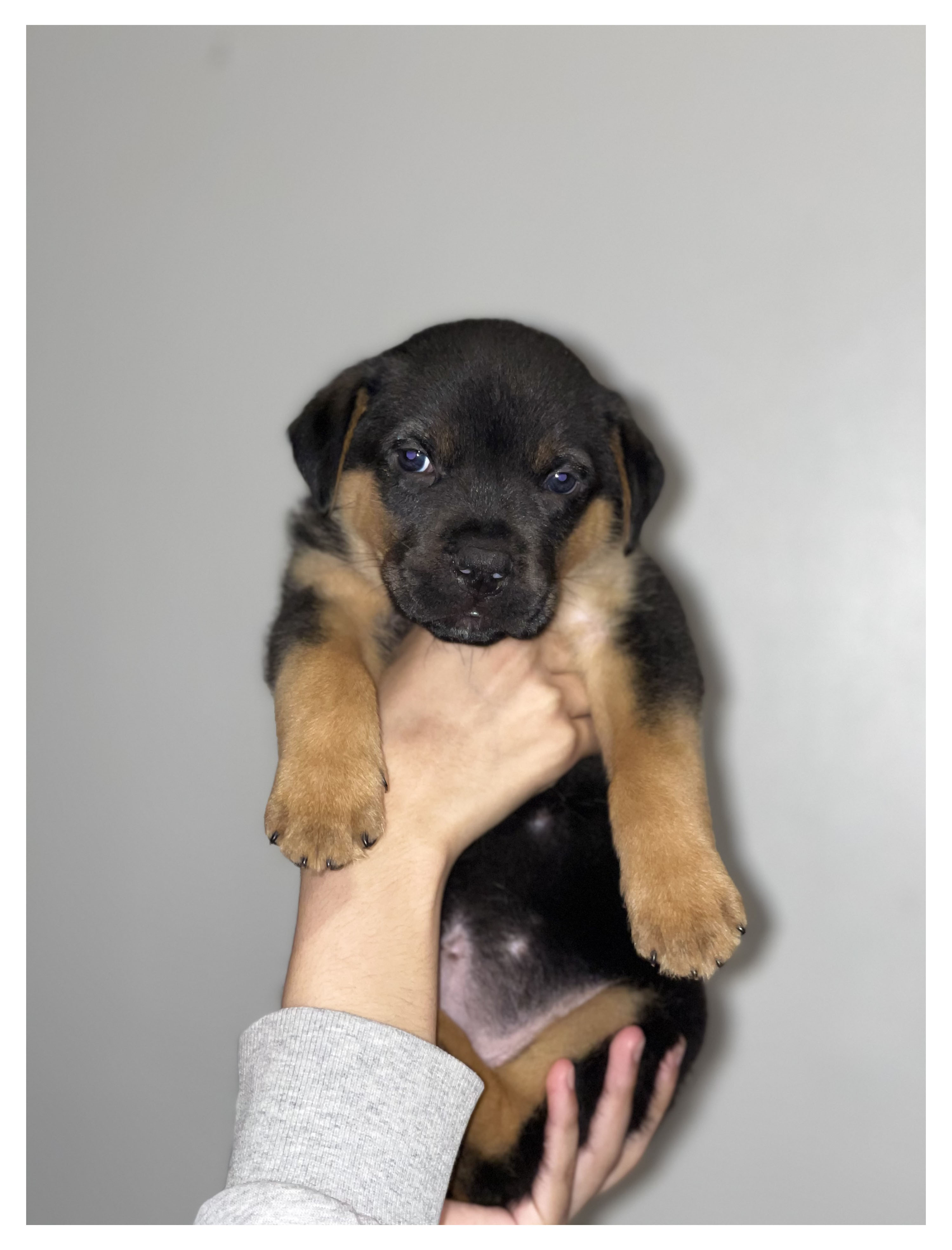 female rottweiler puupy