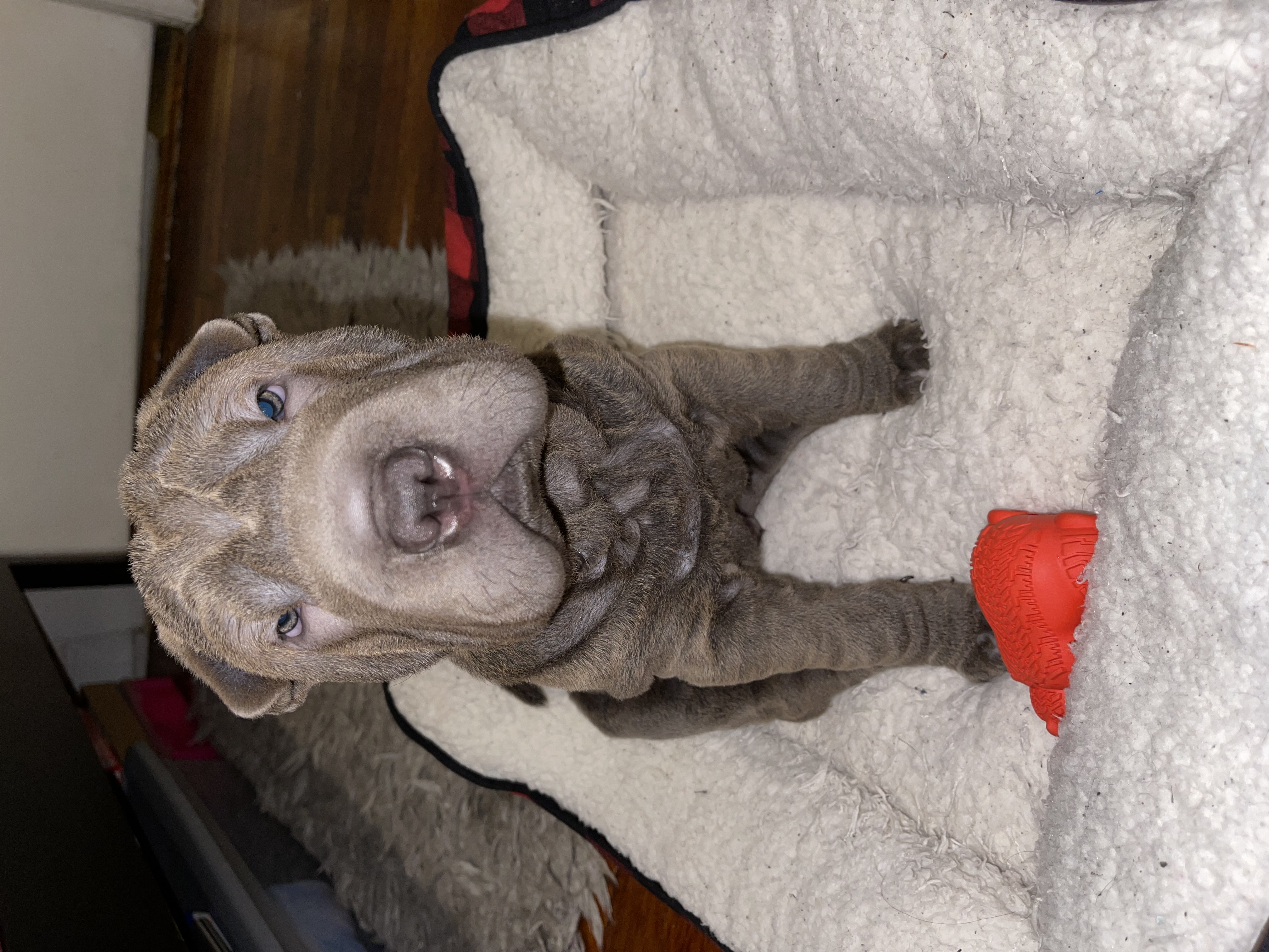 male shar-pei puppy