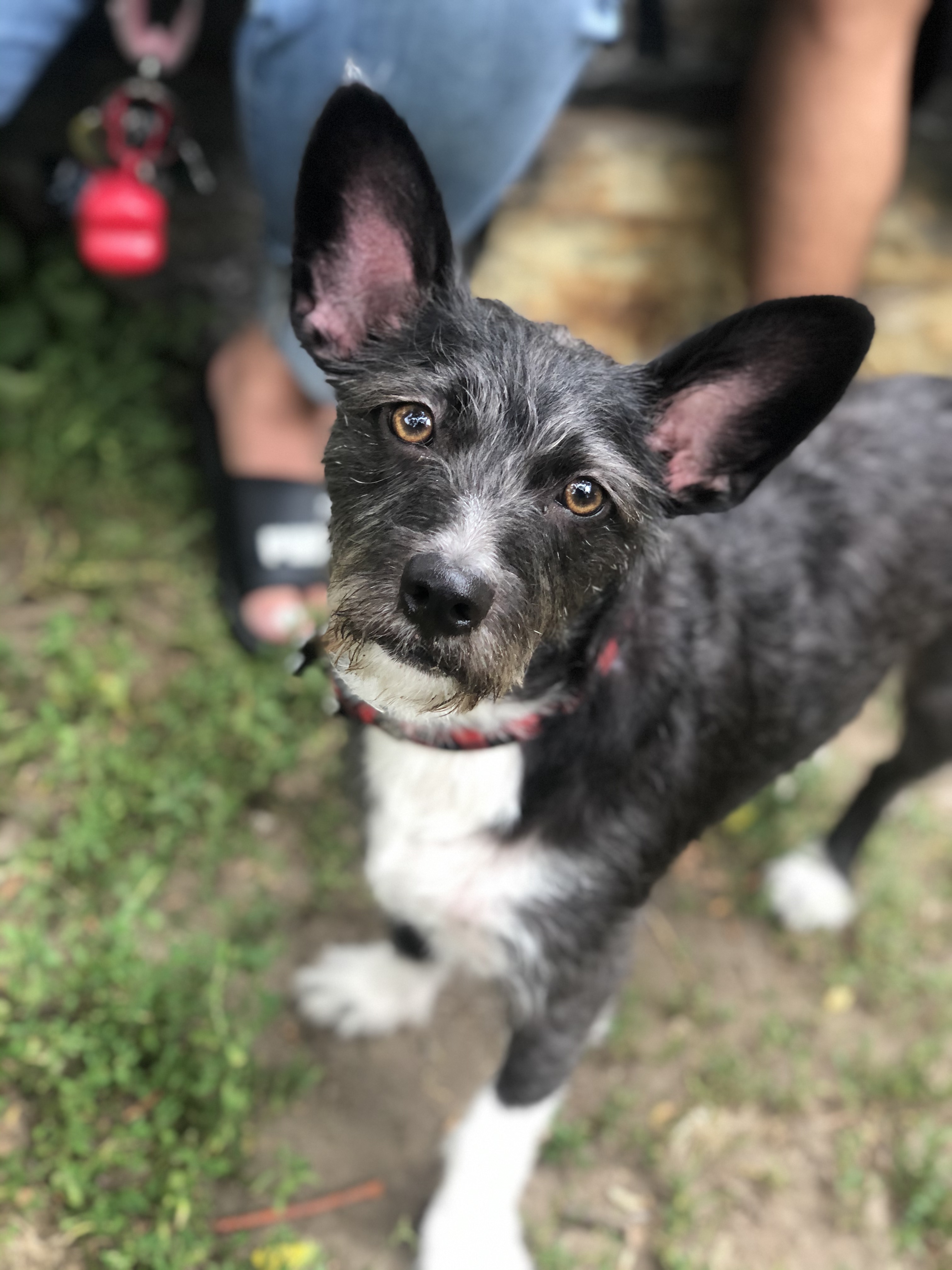 male adult mix-terrier