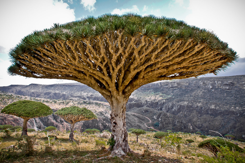 Yemen and its Beauty logo