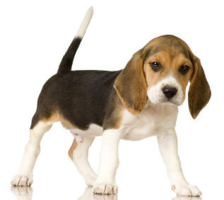 beagle