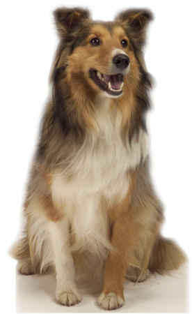 collie