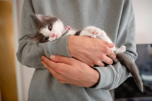 Cat being taken care of