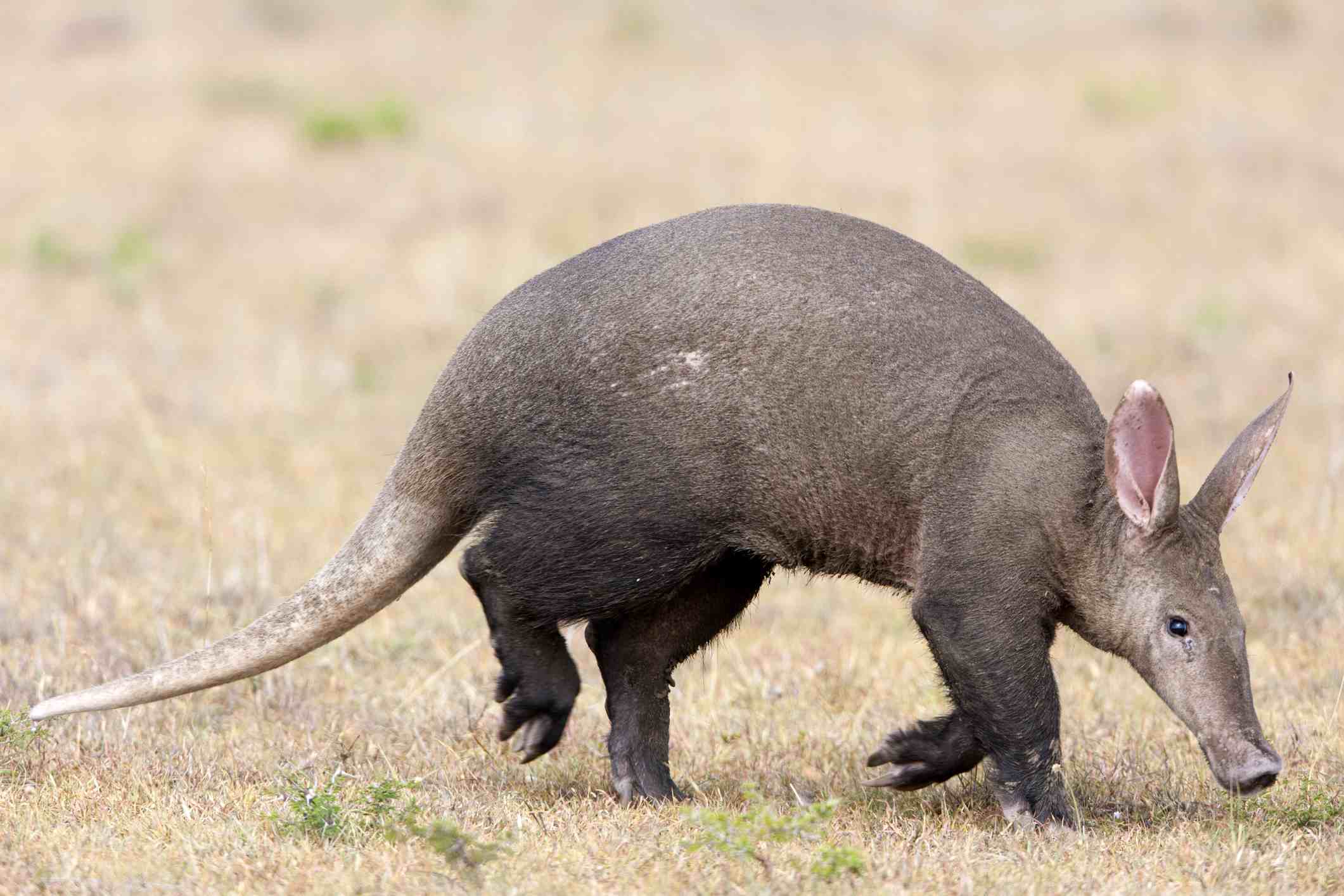 Aardvark