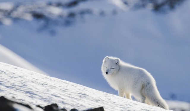 Arctic Fox