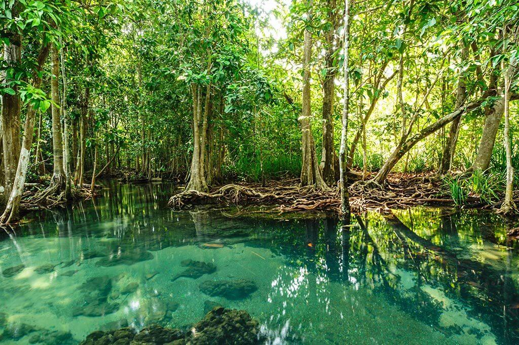 image_mangrove_forest