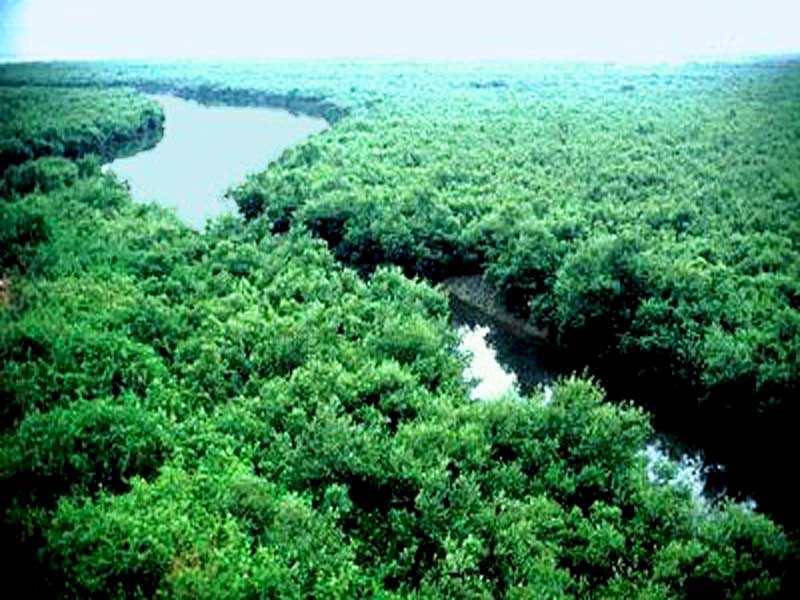 Sundarban