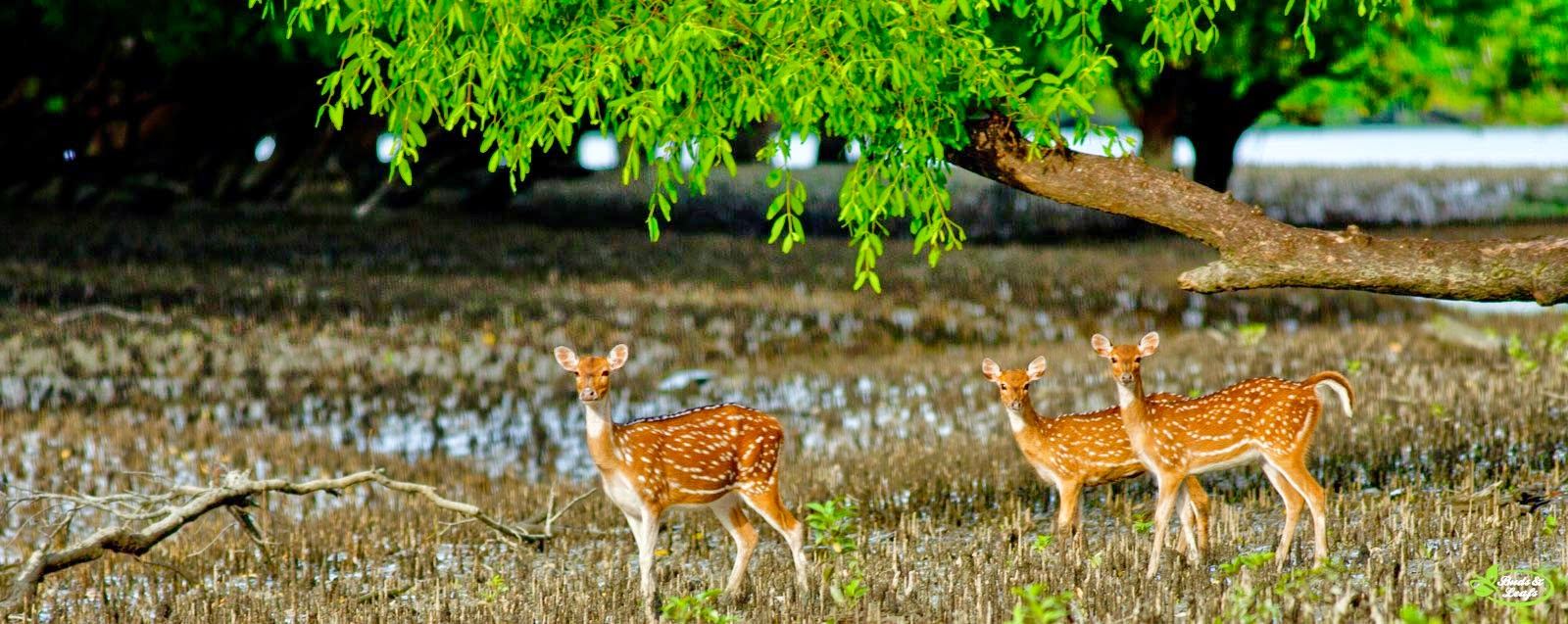 Sundarban