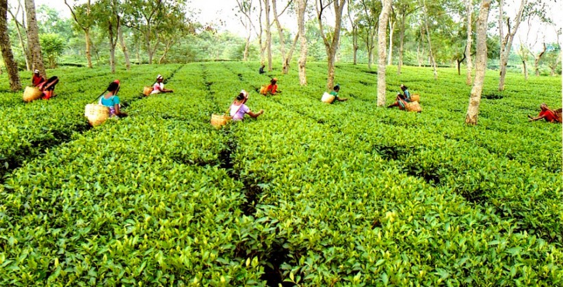 tea estate