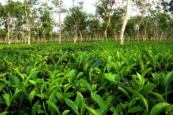 tea estate