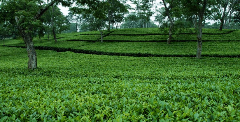 tea estate