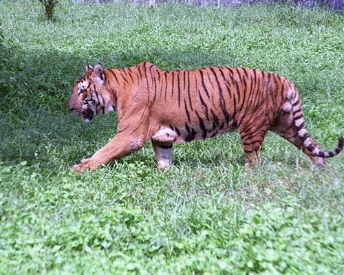 Sundarban